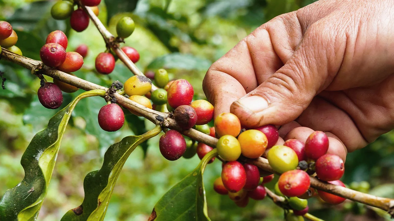 Role of coffee fruit extract